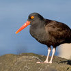 Black Oystercatcher